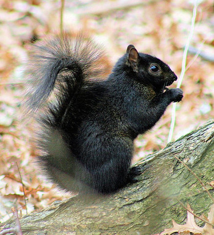 Strange Animals In Michigan