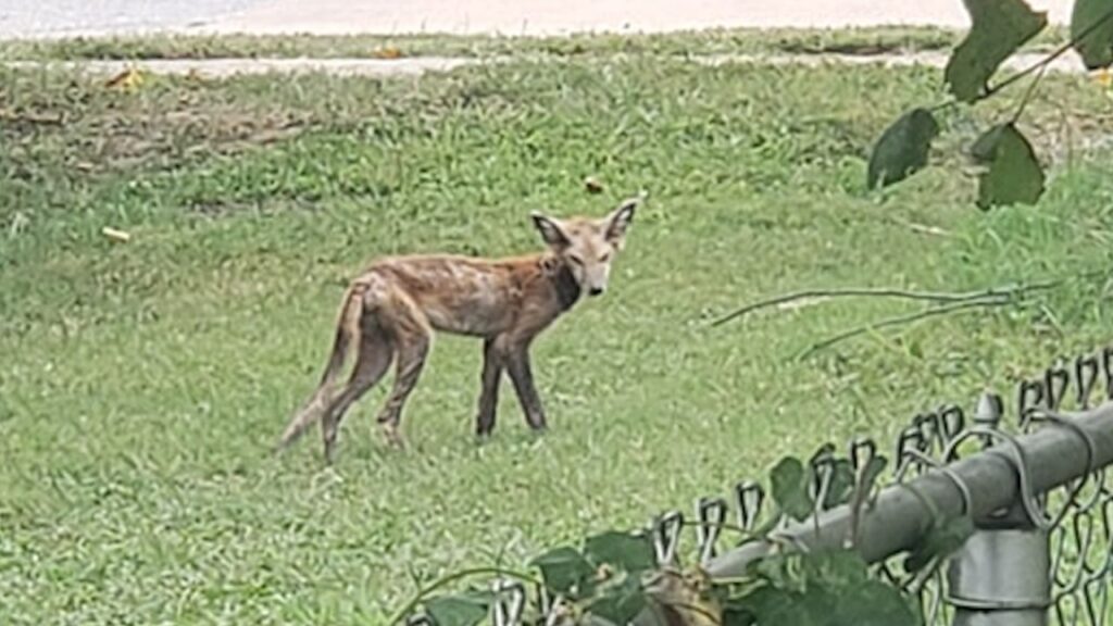 Strange Animals In Missouri