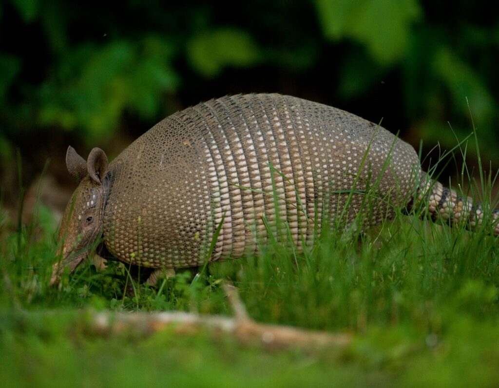 Strange Animals In Missouri