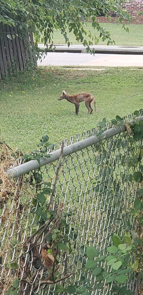 Strange Animals In Missouri