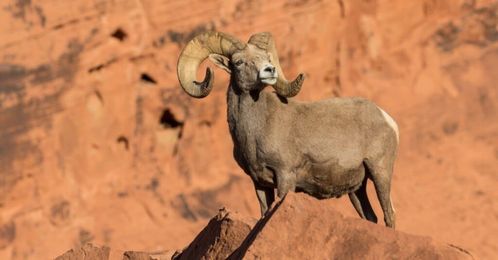 Strange Animals In Nevada