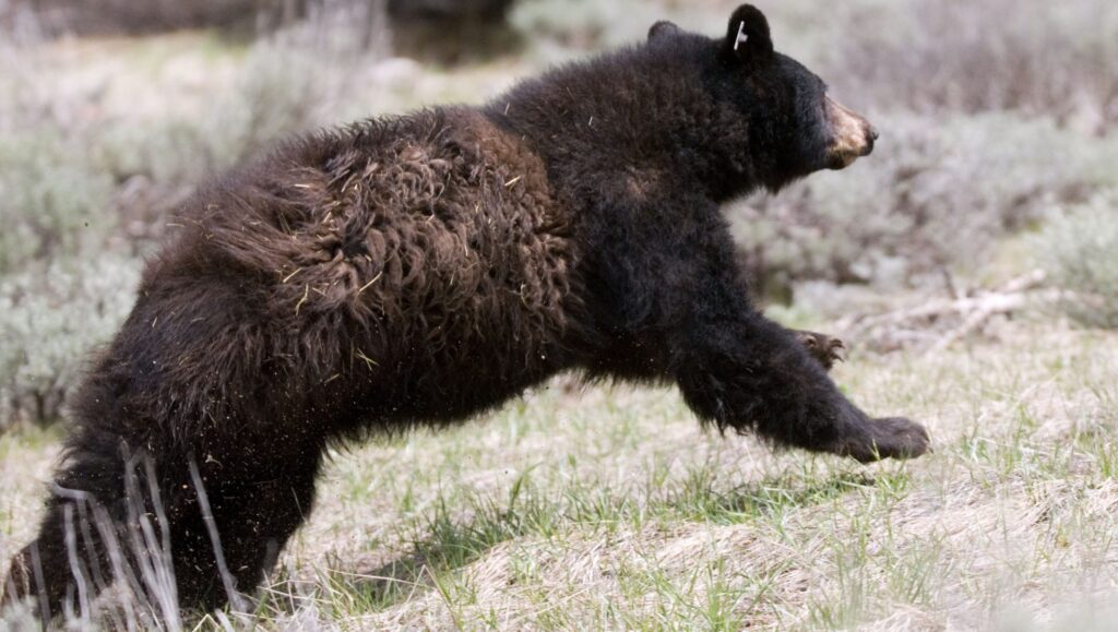 Strange Animals In Nevada