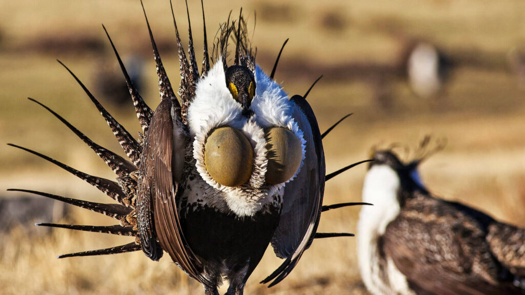 Strange Animals In Nevada