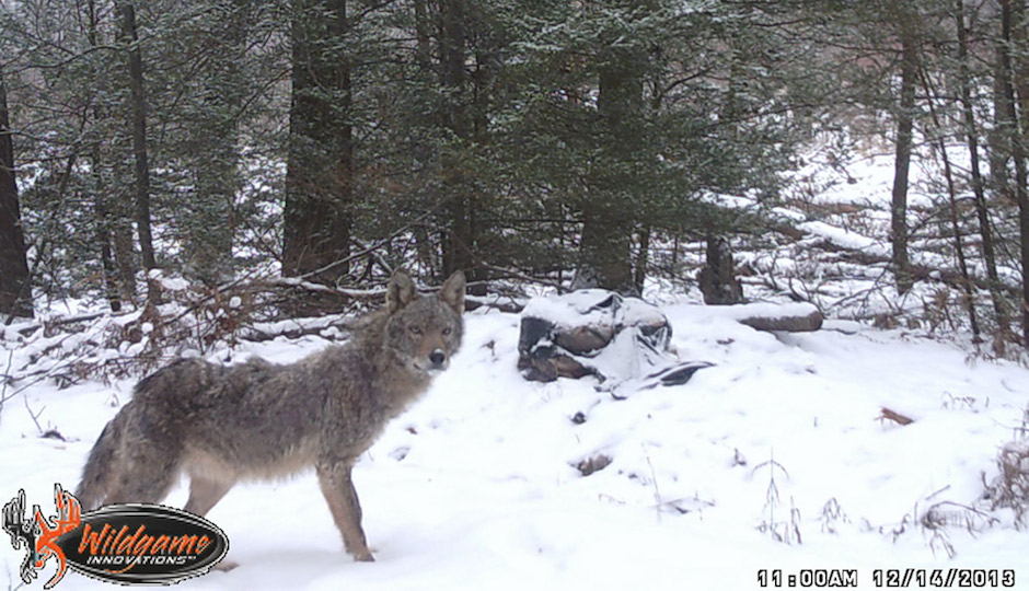 Strange Animals In New Jersey