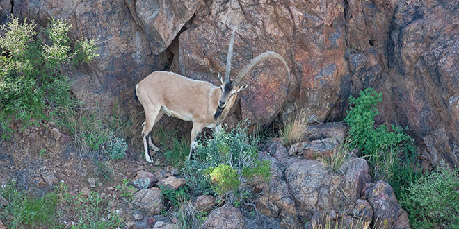 Strange Animals In New Mexico