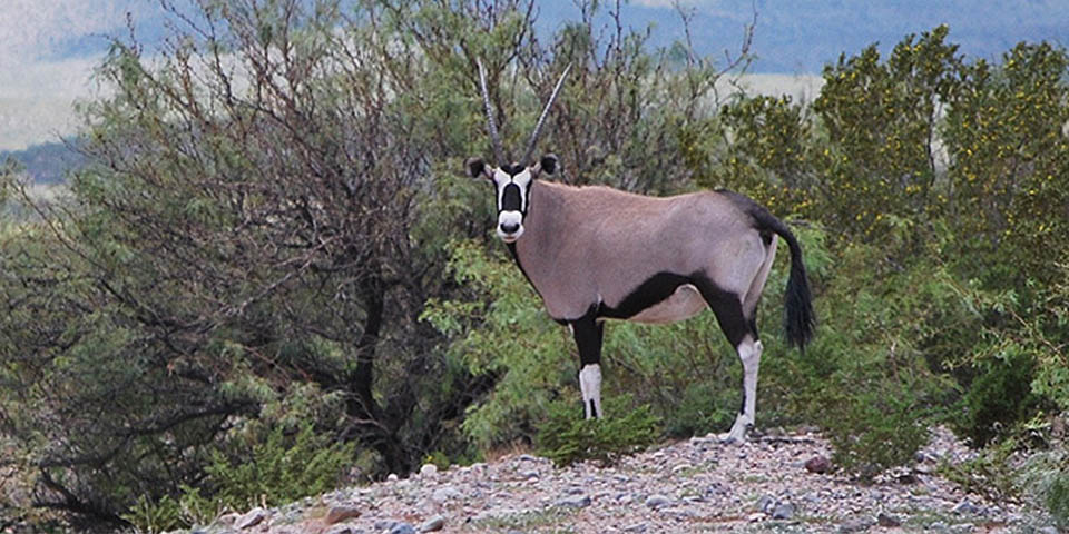 Strange Animals In New Mexico