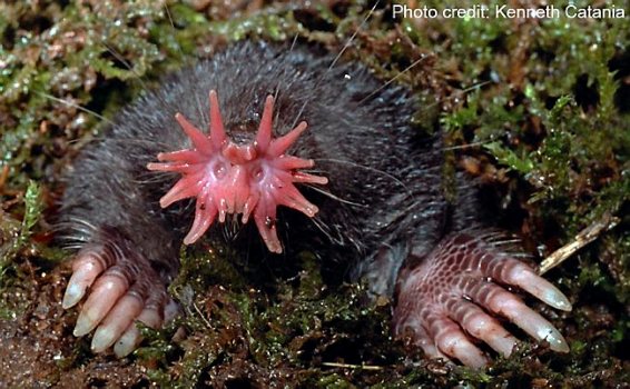 Strange Animals In North Dakota