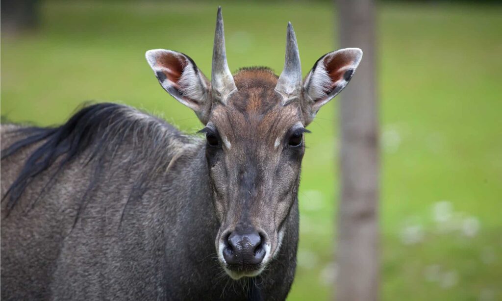 Strange Animals In Texas