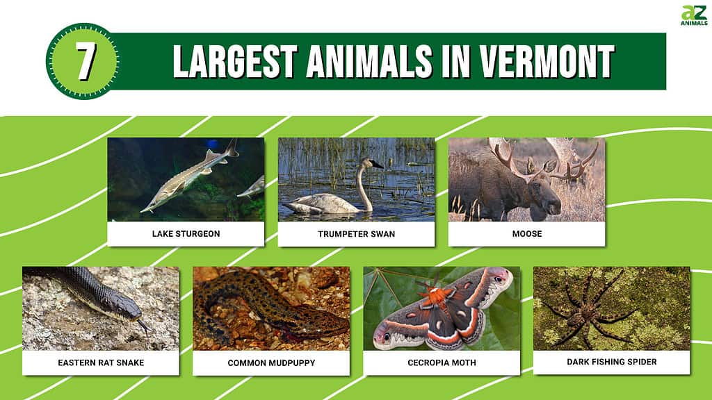 Strange Animals In Vermont