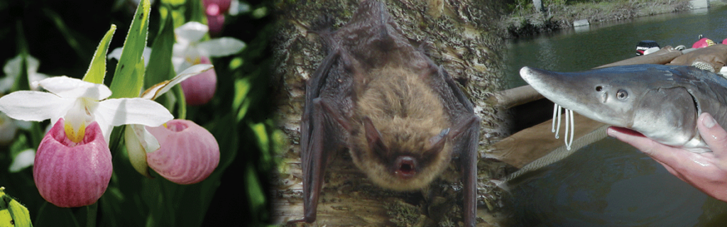 Strange Animals In Vermont