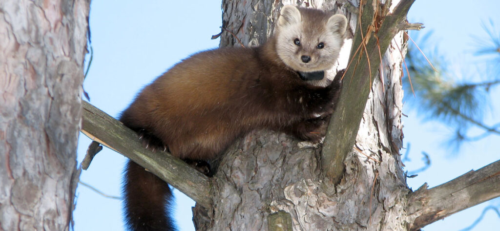 Strange Animals In Vermont