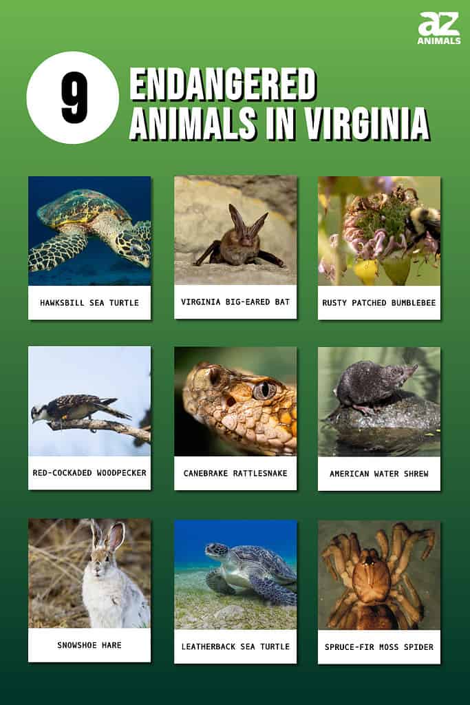 Strange Animals In Virginia