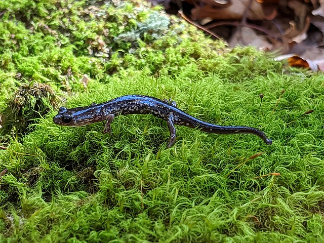 Strange Animals In West Virginia