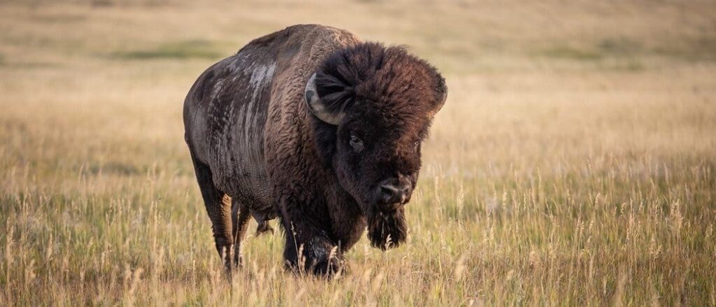 Strange Animals In Wyoming