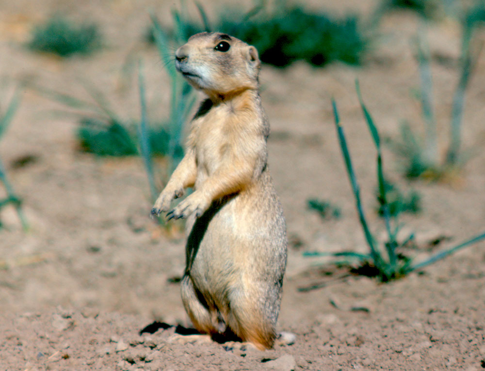 Strange Animals In Wyoming