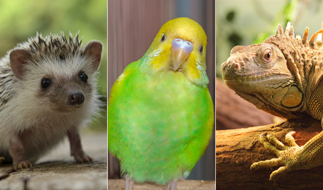 Types Of Exotic Pets