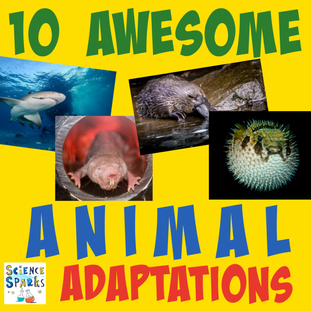 Unique Adaptations Of Animals