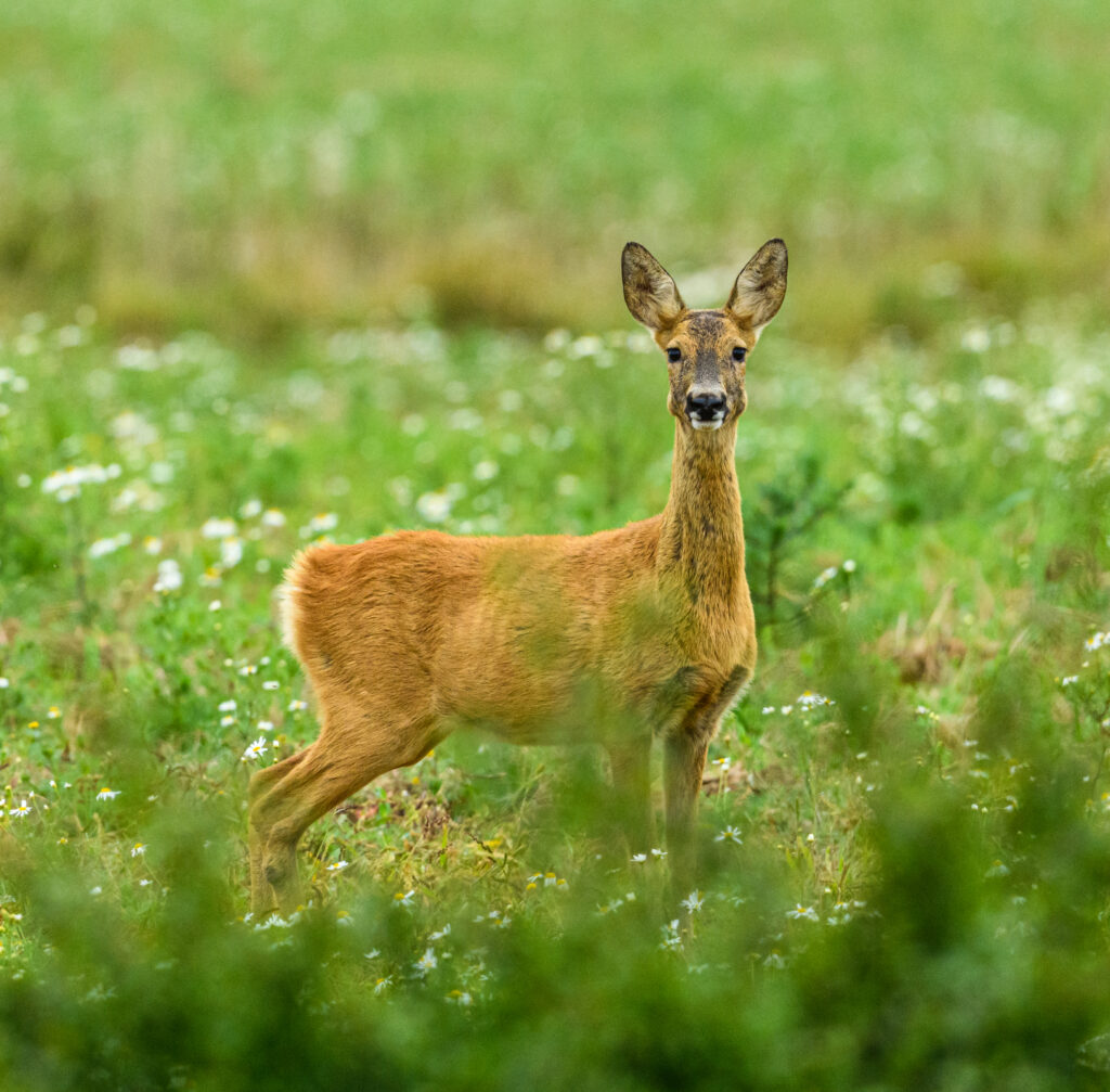 Unique Animals In Africa