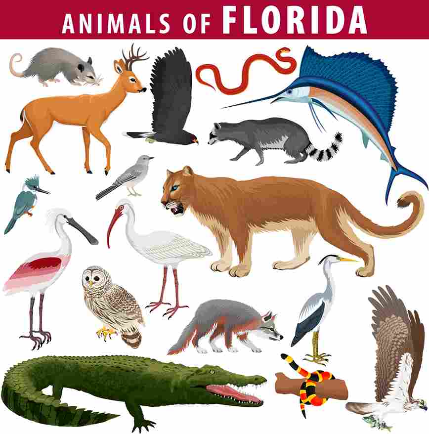 Unique Animals In Florida