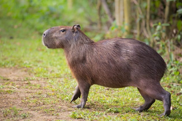 Unique Animals In Florida