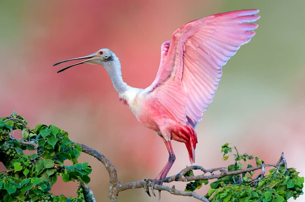 Unique Animals In Florida