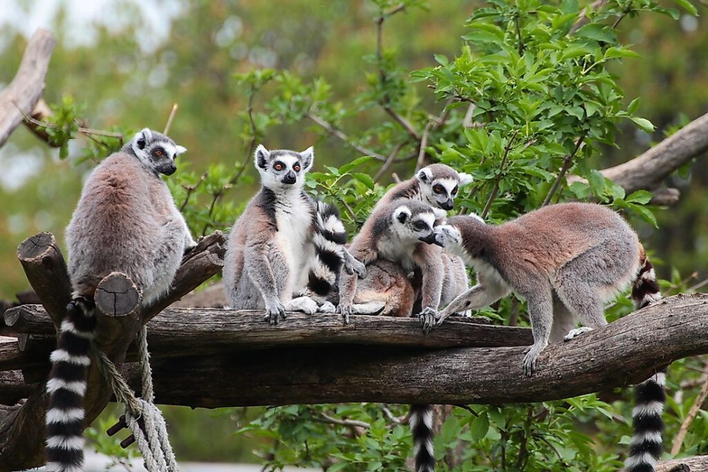 Unique Animals In Madagascar