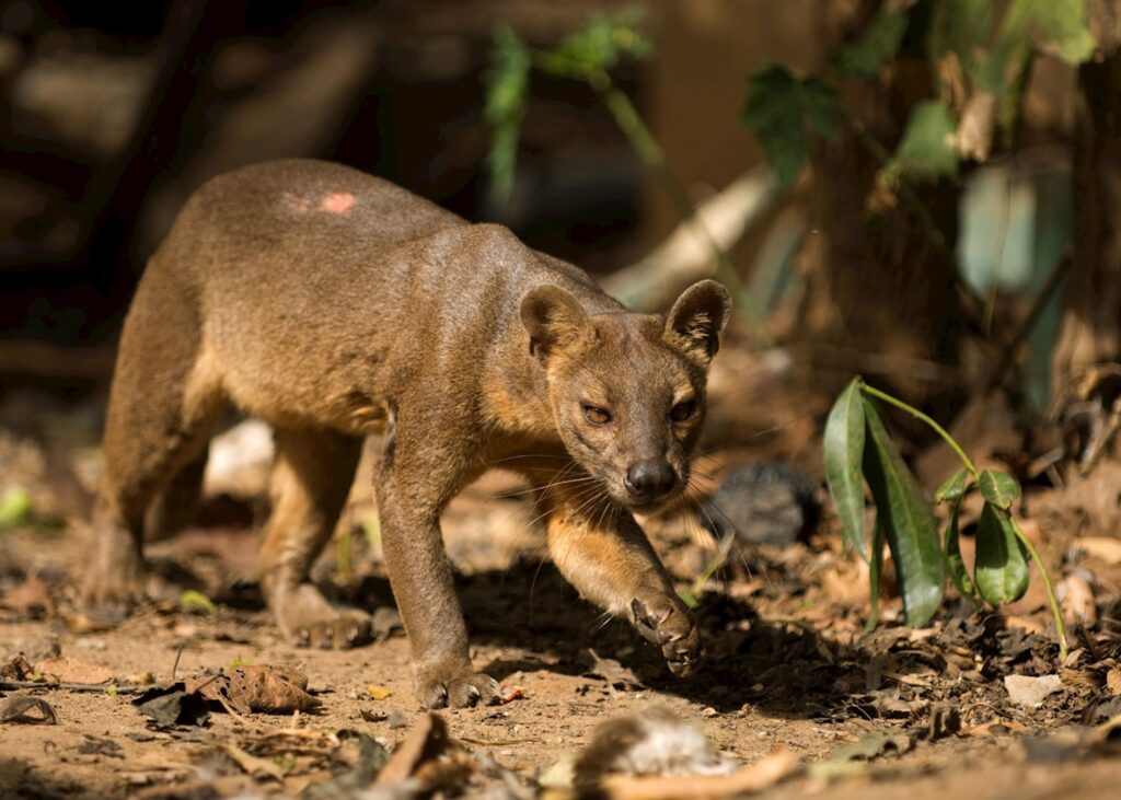 Unique Animals In Madagascar