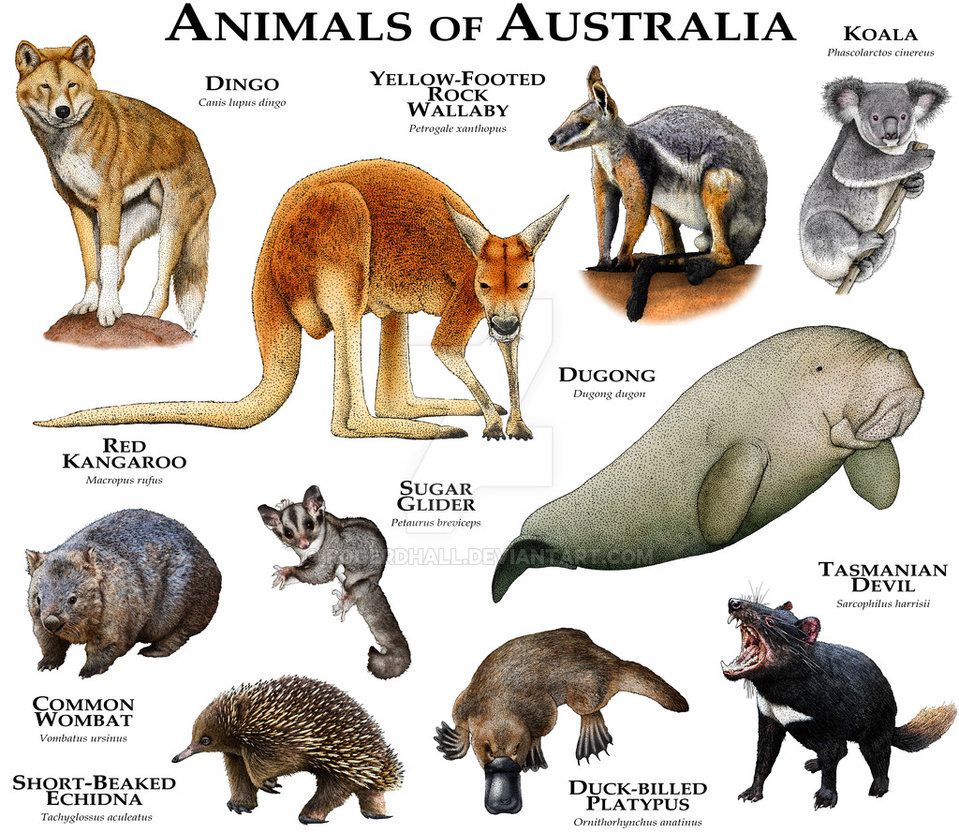 Unique Australian Animals