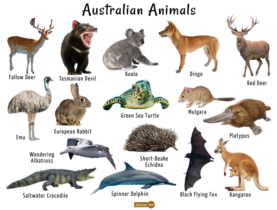 Unique Australian Animals