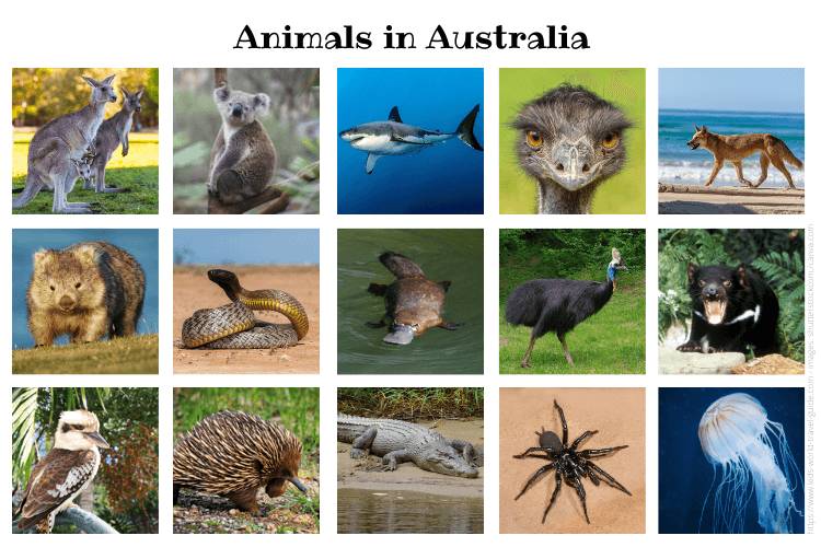 Unique Australian Animals