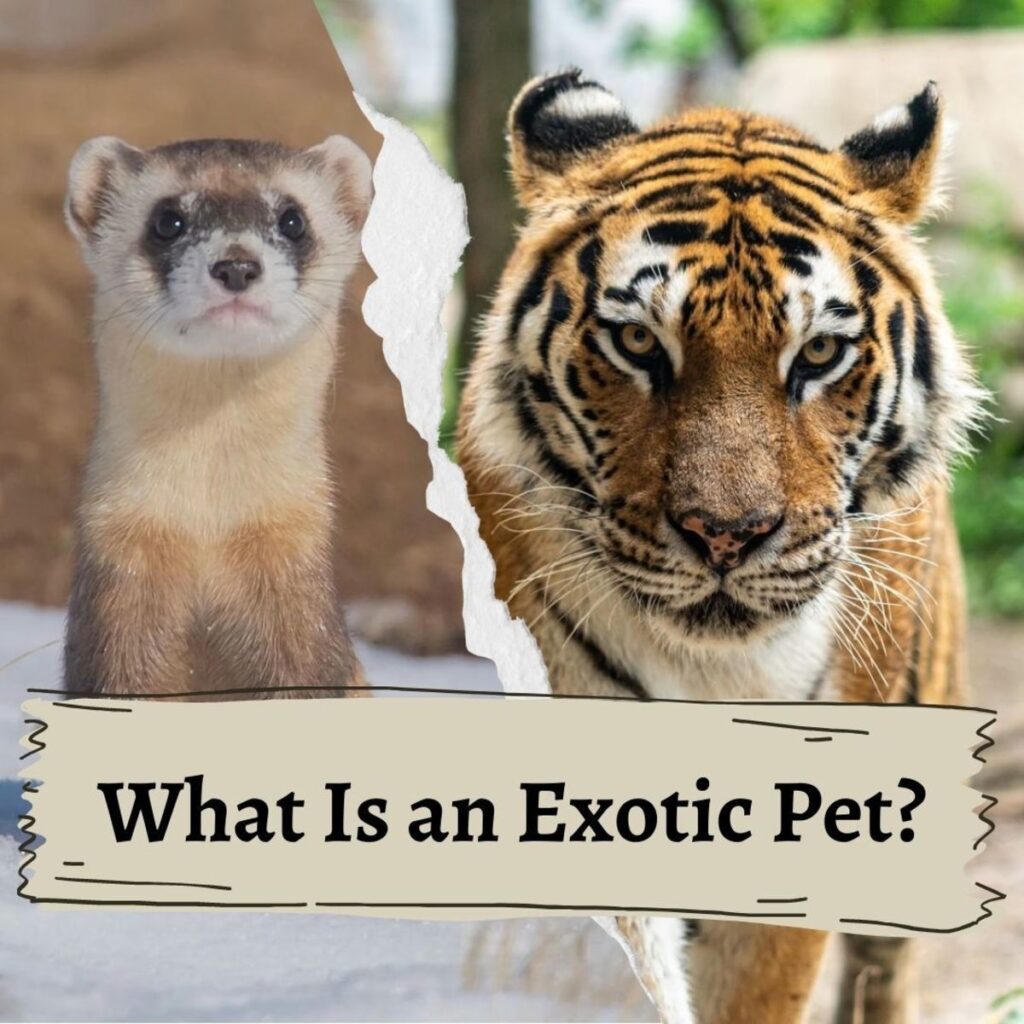 What Are Exotic Pets?