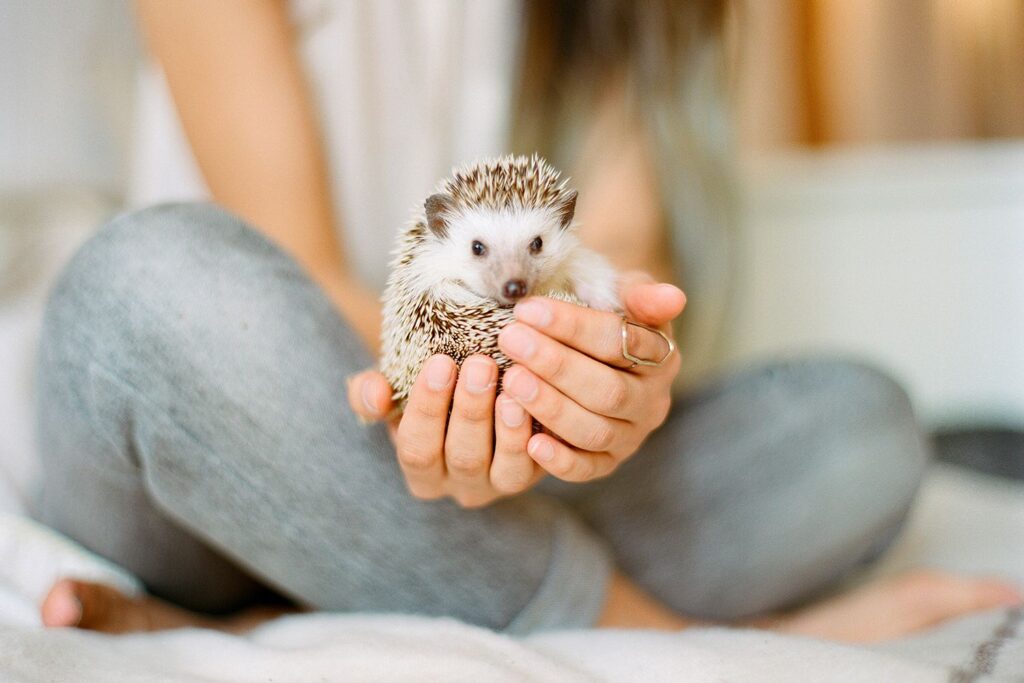 What Are Exotic Pets?