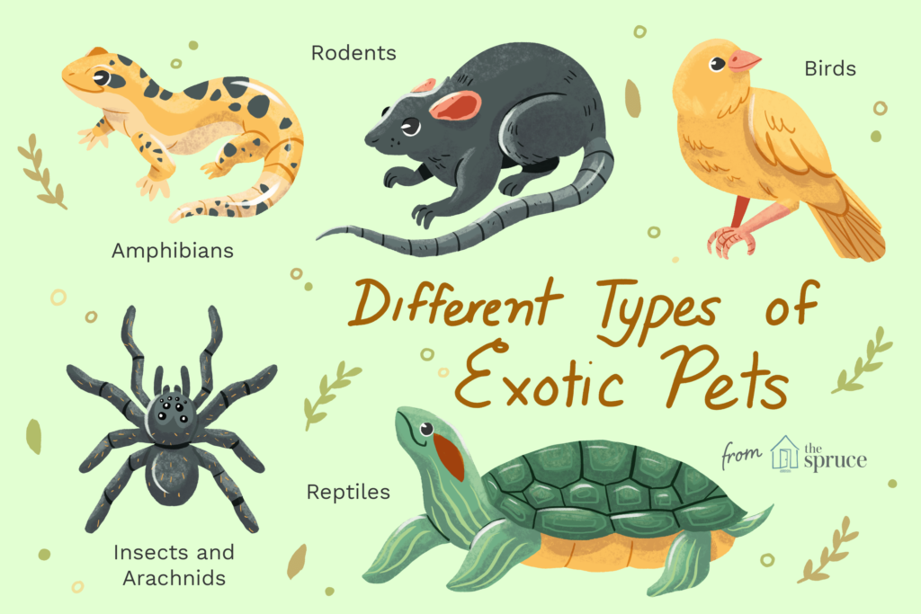 What Are Some Exotic Pets?