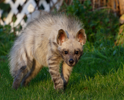 What Exotic Animals Make Good Pets?