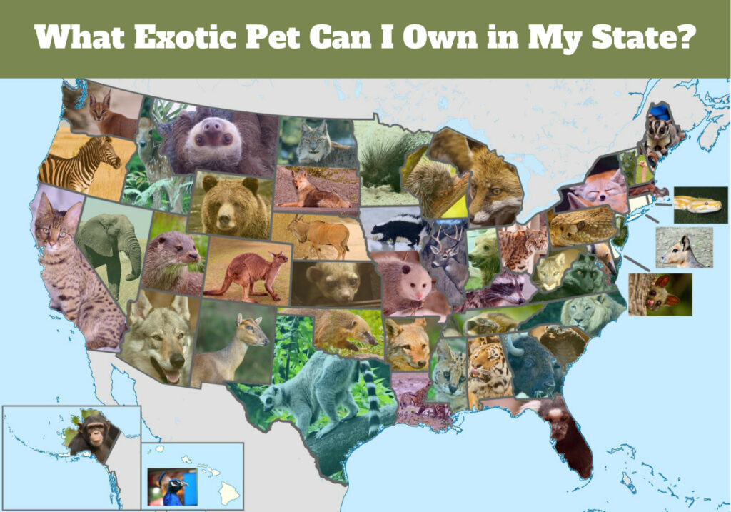 What Exotic Pets Are Legal In Connecticut