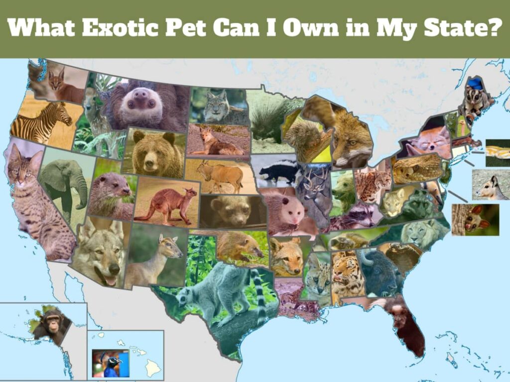 What Exotic Pets Are Legal In Georgia