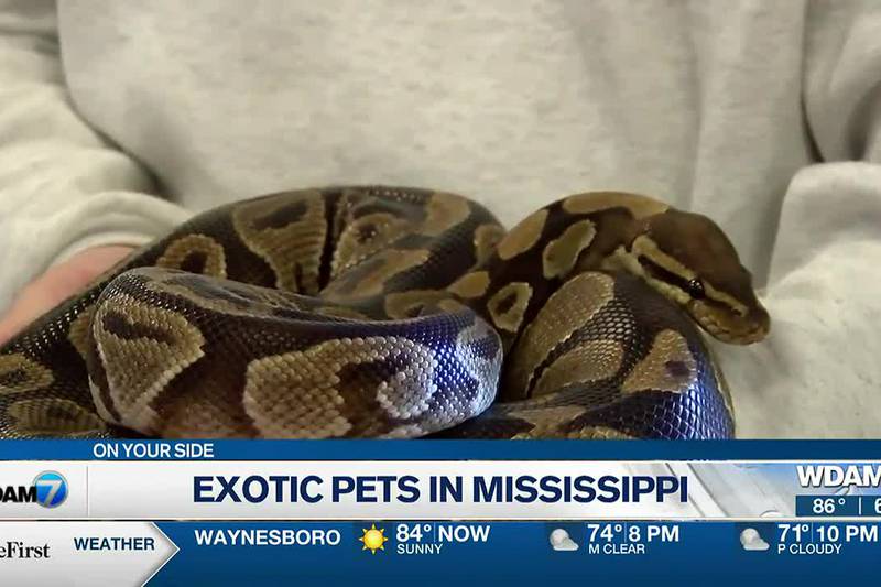 What Exotic Pets Are Legal In Mississippi