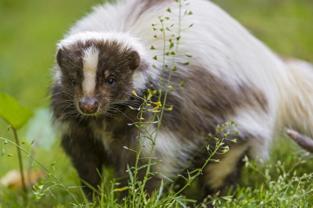 What Exotic Pets Are Legal In New Hampshire