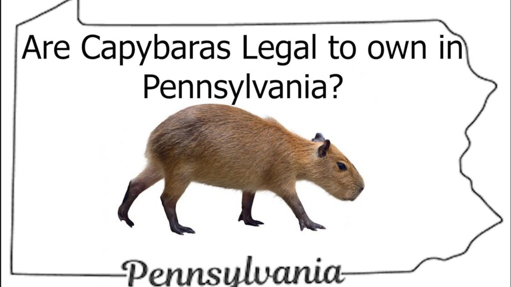 What Exotic Pets Are Legal In Pennsylvania