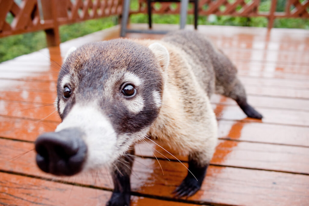 What Exotic Pets Are Legal In Texas