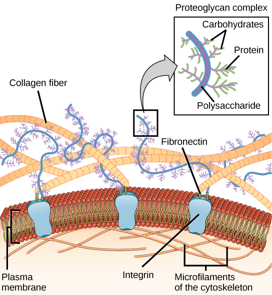 Which Cell Junction Is Unique To Animals