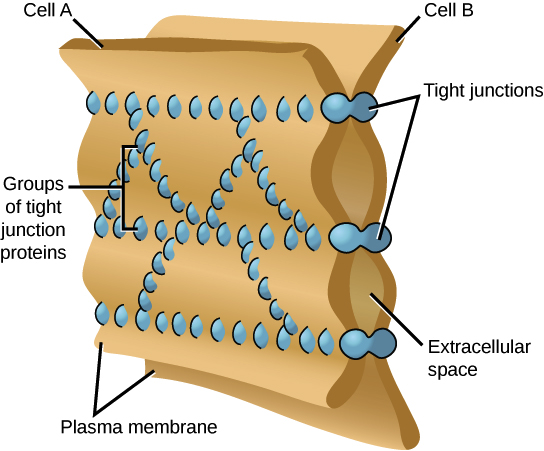 Which Cell Junction Is Unique To Animals