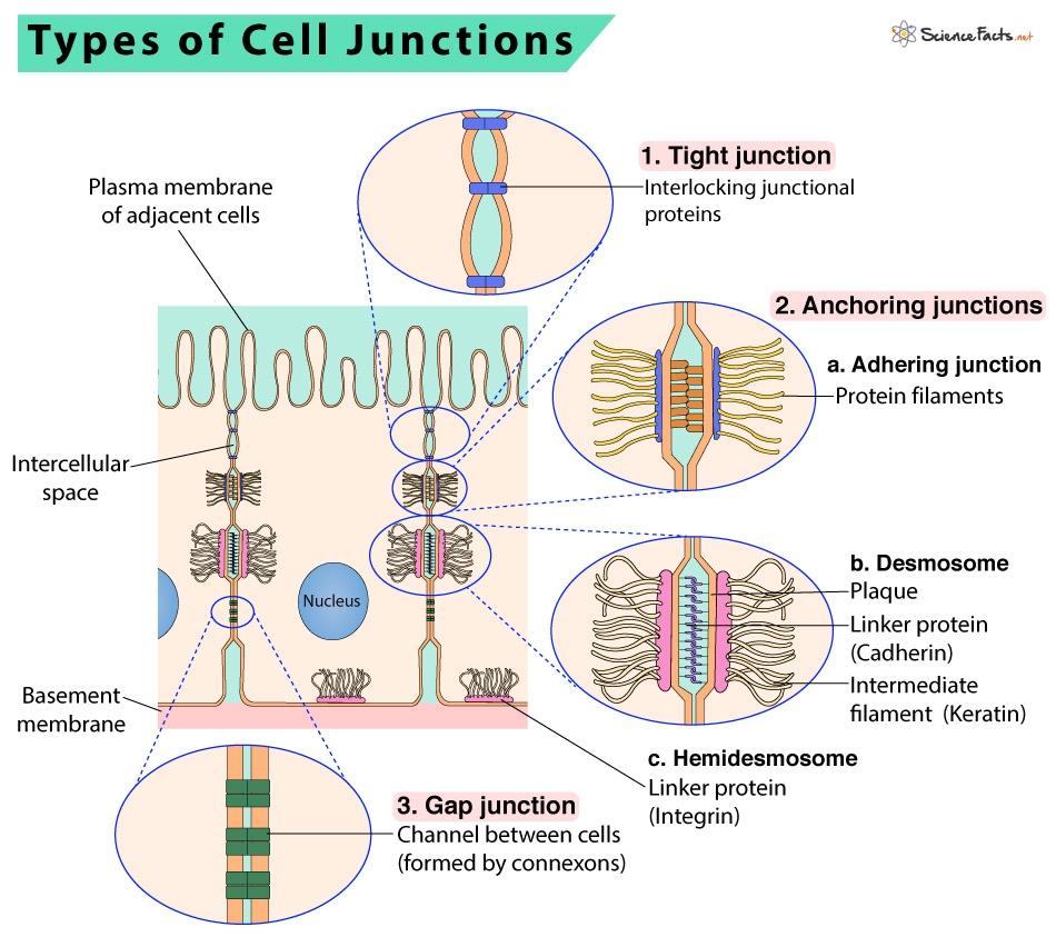 Which Cell Junction Is Unique To Animals