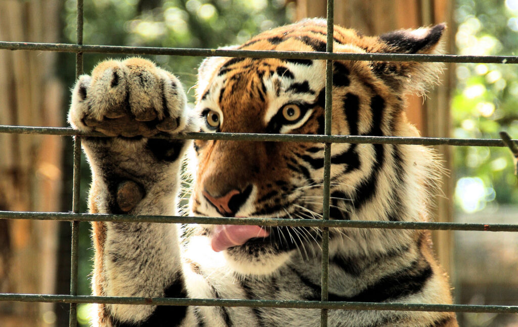 Why Should Exotic Animals Be Kept As Pets?