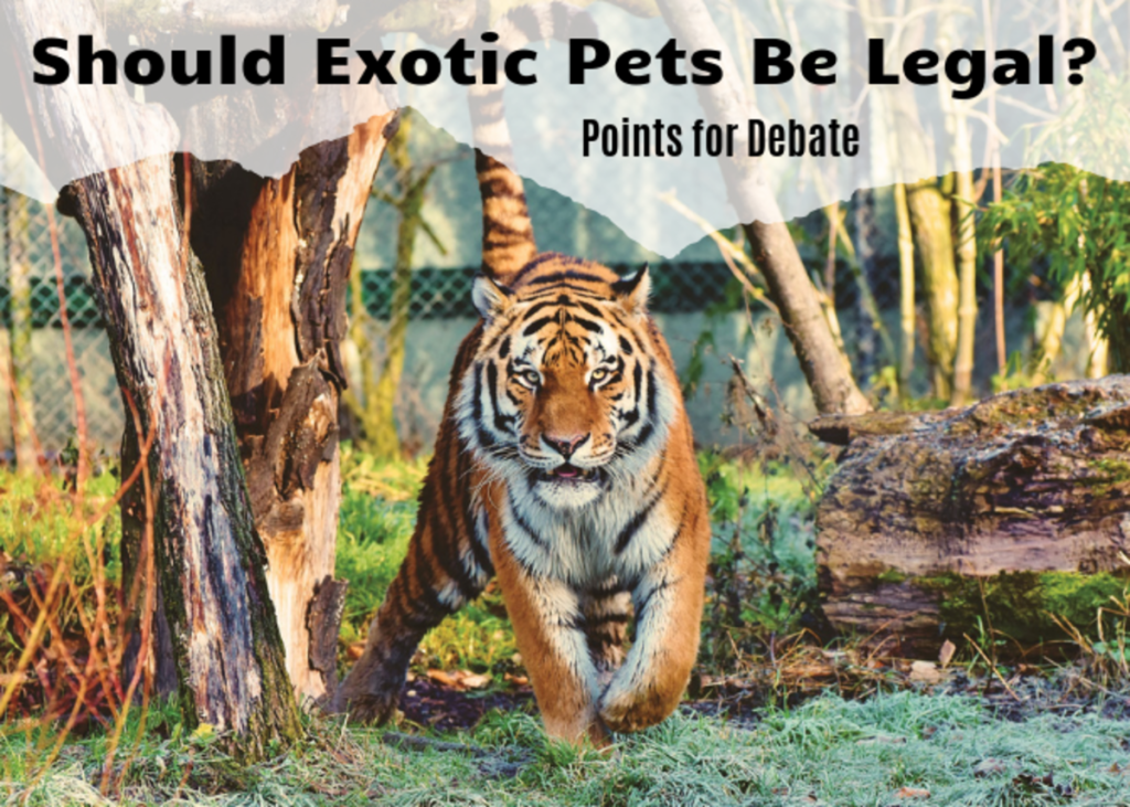 Why Should Exotic Animals Be Kept As Pets?